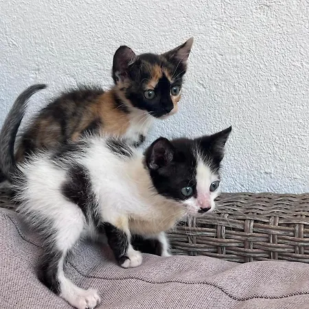 Villa Mandarin Opuzen (Dubrovnik-Neretva)