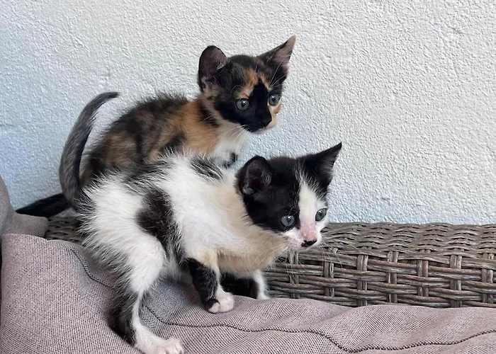 别墅 Mandarin Opuzen (Dubrovnik-Neretva)